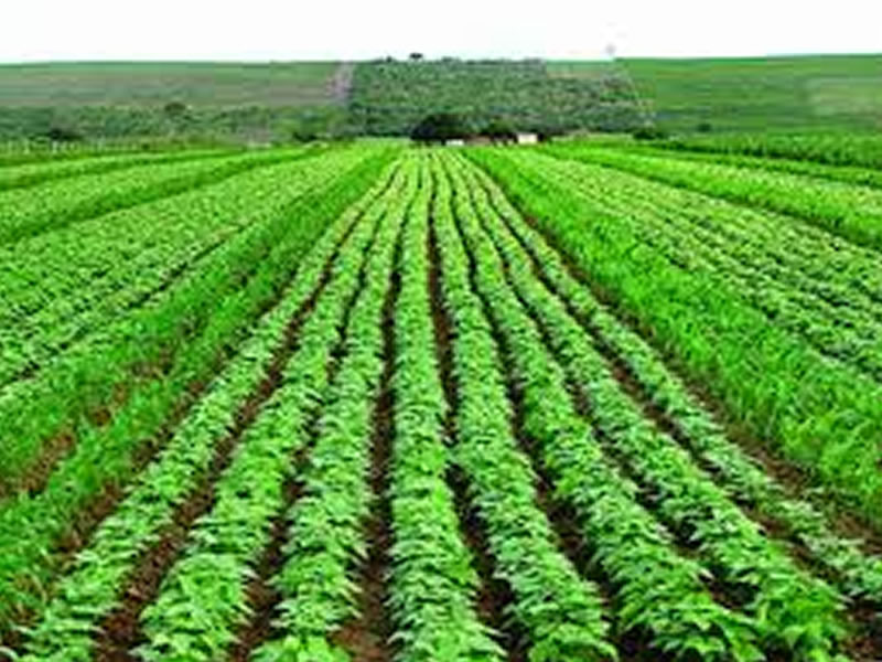/13047agro.jpg