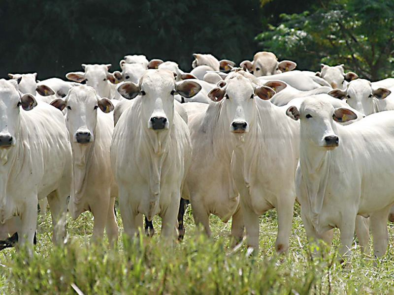 /13811agro2305.jpg