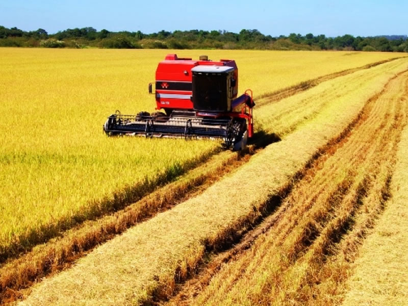 /13867agricola0206.jpg