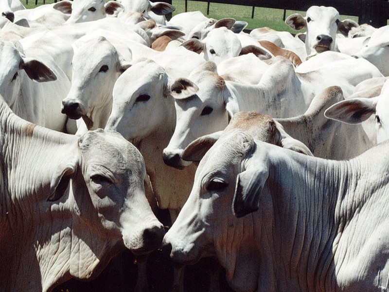 /14004agro2606.jpg