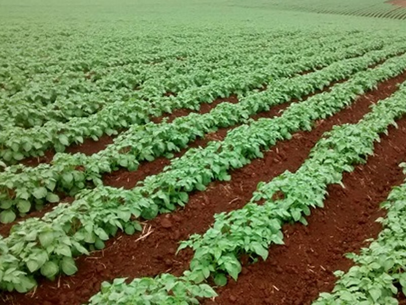 /14029agro2906.jpg