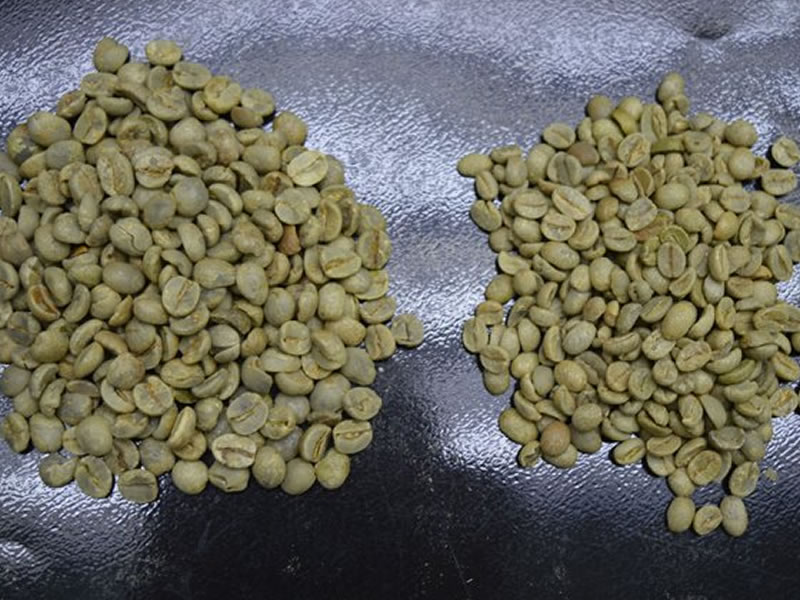 /14069agro0706.jpg