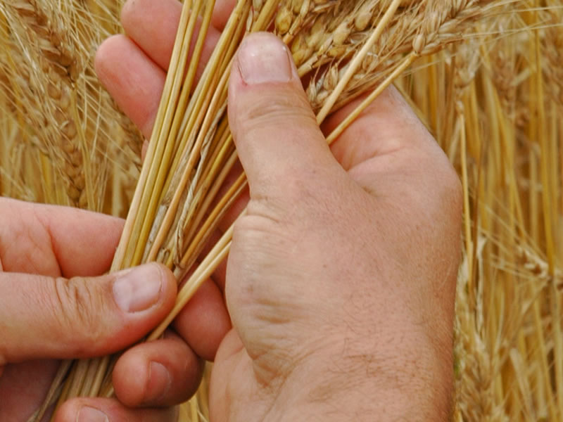 /14135agro0718.jpg