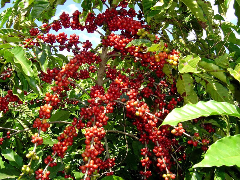 /14171agro0724.jpg