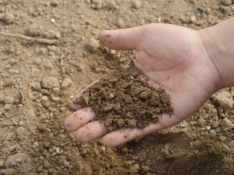 /14306agro0815.jpg