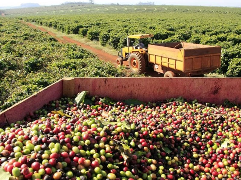 /14331agro0818.jpg