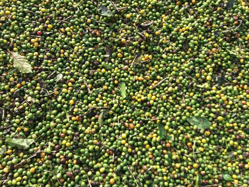 /14344agro0821.jpg