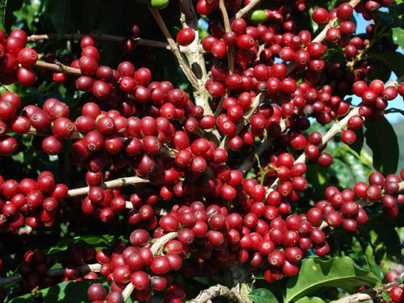 /14390agro0828.jpg