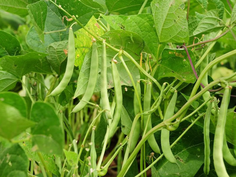 /14396agro0829.jpg