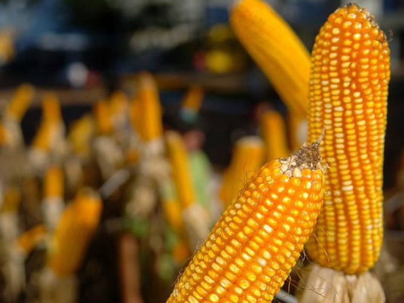 /14516agro0919.jpg