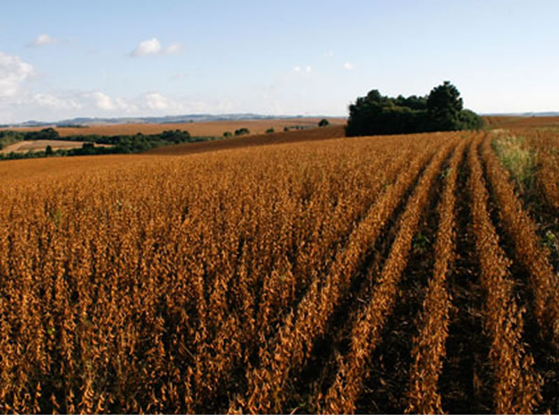 /14646agro1012.jpg