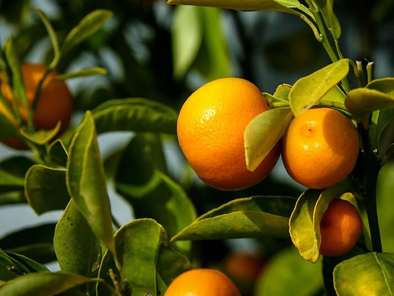 /14719agro1025.jpg