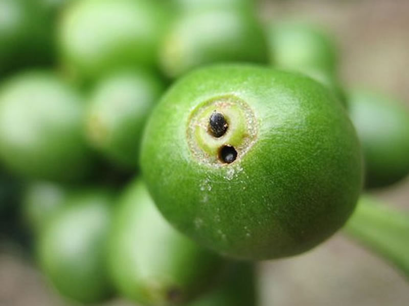 /14762agro1101.jpg