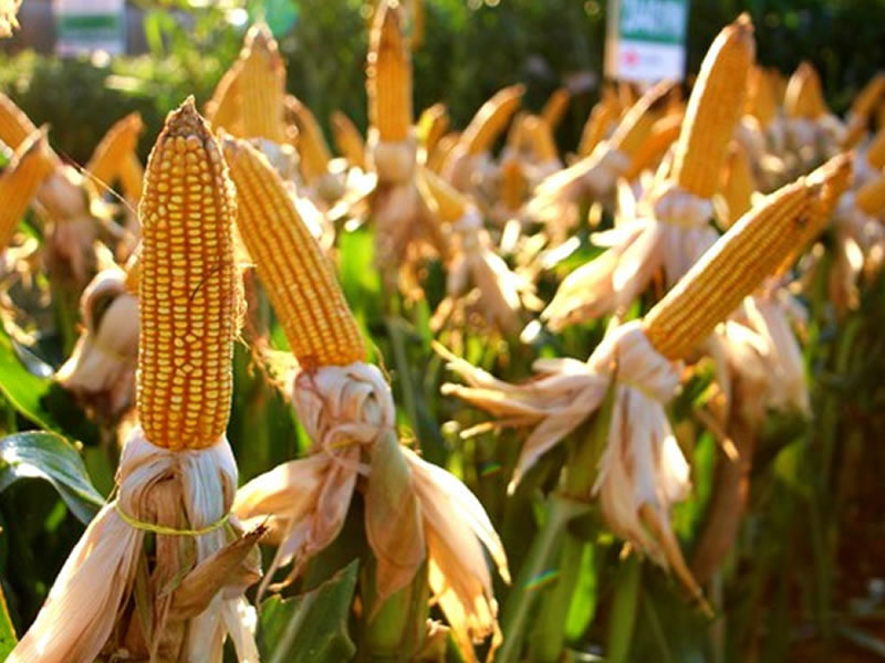/14817agro1110.jpg