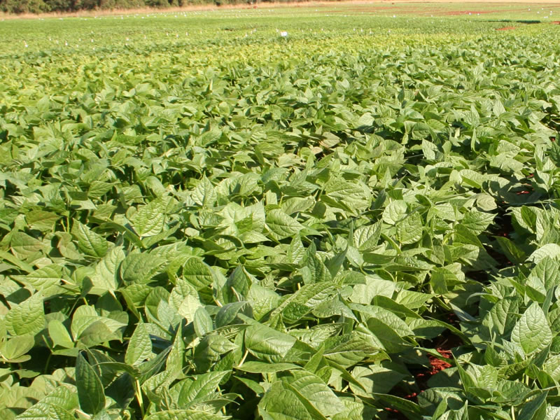 /14840agro1114.jpg