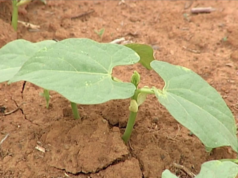 /14879agro1120.jpg