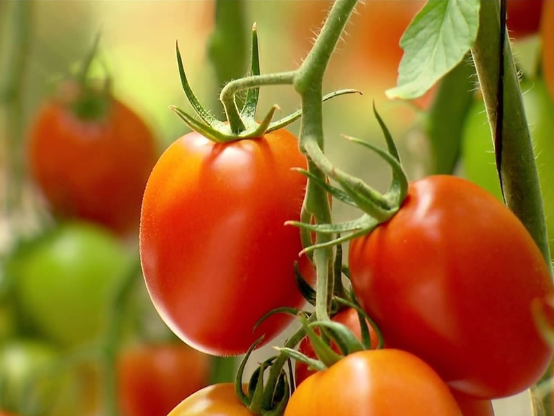 /14926agro1127.jpg