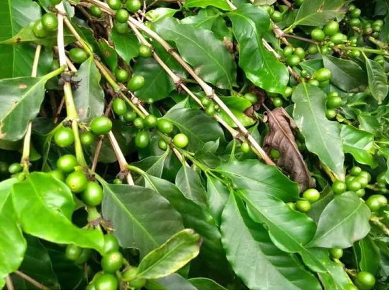 /15207agro0108.jpg