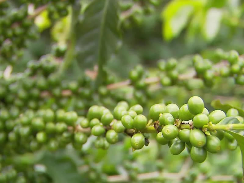 /15257agro0115.jpg
