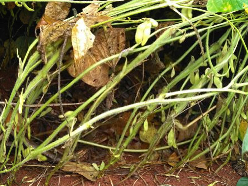 /15316agro0123.jpg