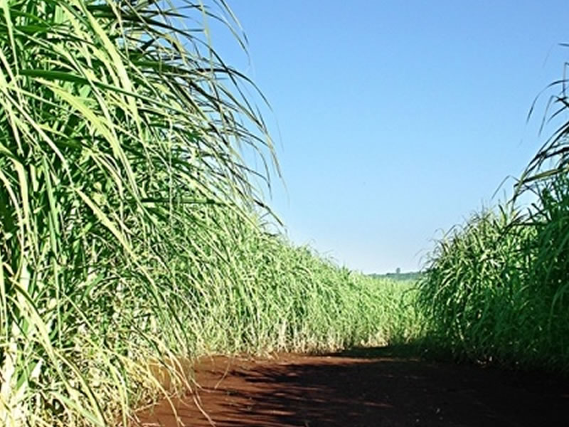/15993agro0805.jpg