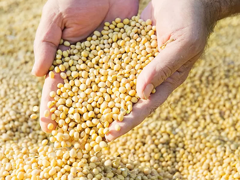 /17139agro250918.jpg