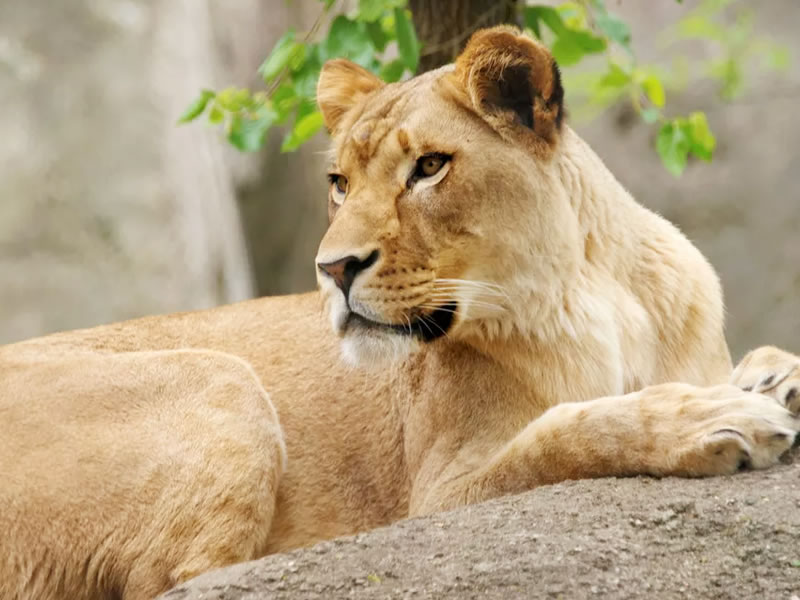 /17328vidaanimal231018.jpg