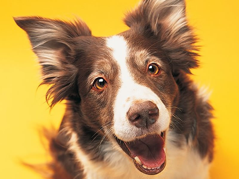 /17805vidaanimal1201_cachorro-sorrindo.jpg
