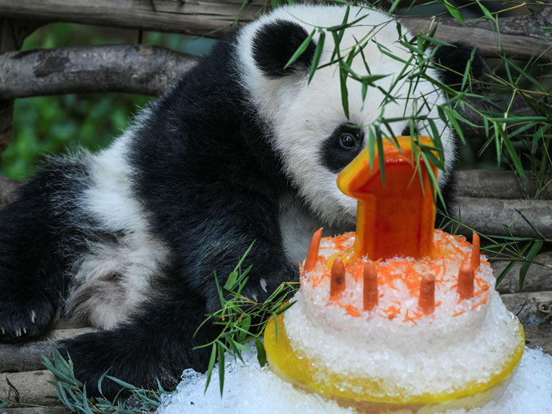 /17818mundo1401_panda-bolo-de-aniversario.jpg