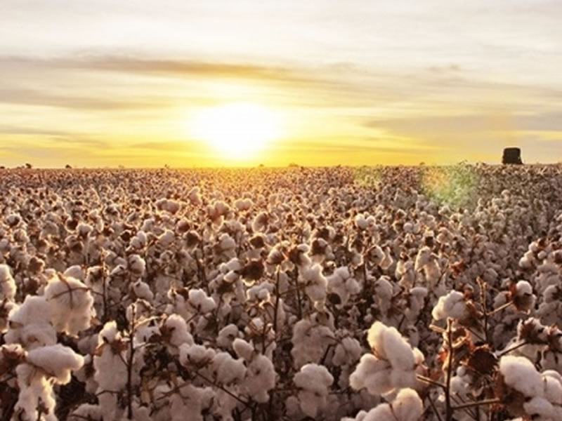 /17881agro2201.jpg