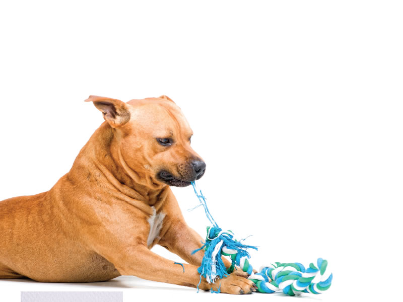 /19083VIDAANIMAL101219.jpg