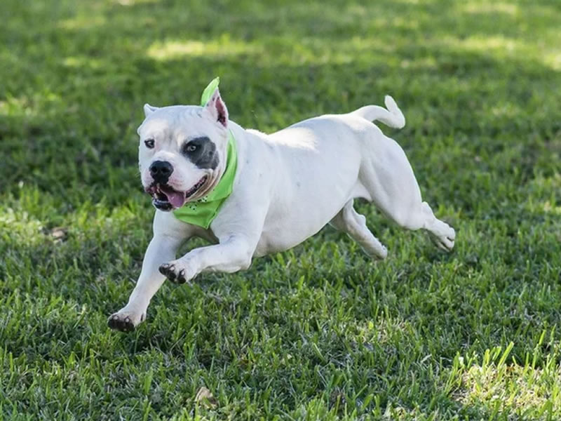 /19164vidaanimal17012020.jpg