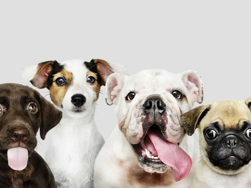 /19815vidaanimalalfenashoje0310.jpg