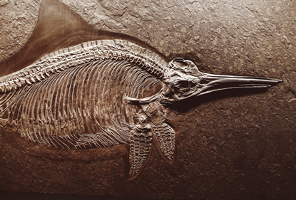/20573fossil.jpg