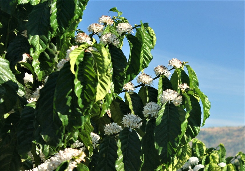 /20944florada.jpg