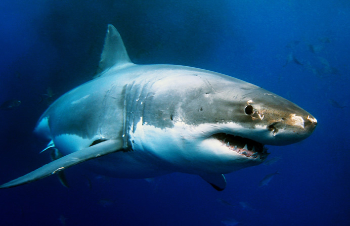Tubarões-brancos podem ter colaborado na extinção do megalodonte, diz estudo