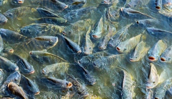 Minas Gerais é o terceiro maior produtor nacional de tilápia